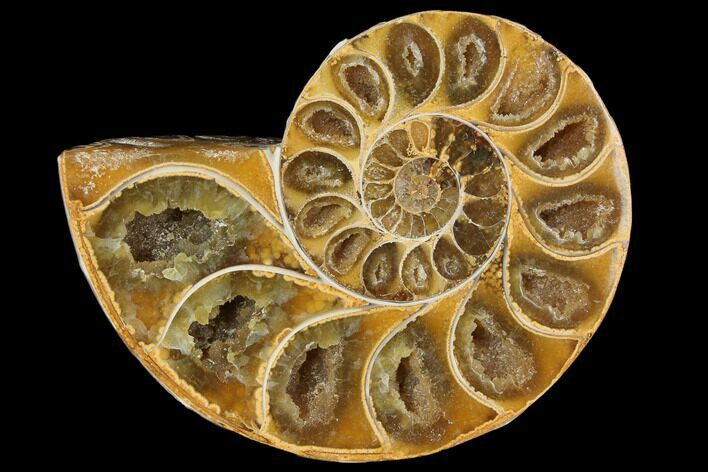 Sliced, Agatized Ammonite Fossil (half) - Jurassic #110750